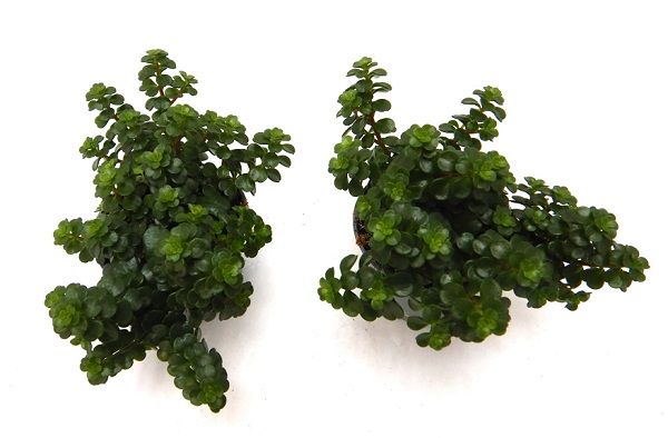SEDUM MAKINOI KOSMOS