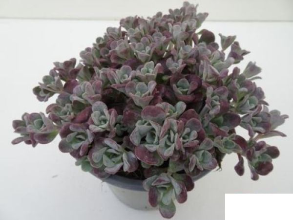 SEDUM SPATHULIFOLIUM