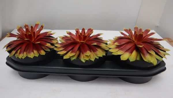 SEMPERVIVUM GOLD MINE