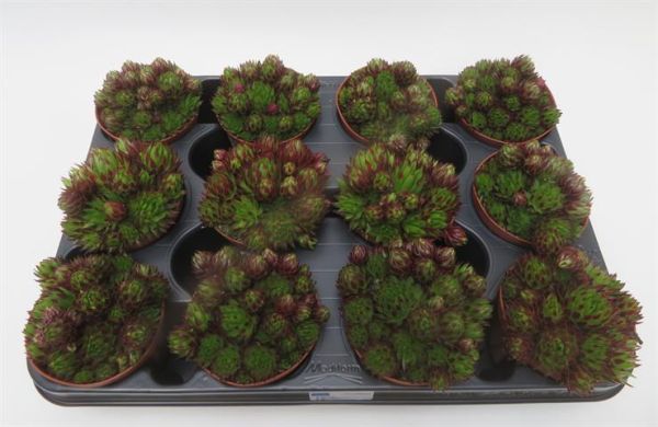 SEMPERVIVUM RED TIP