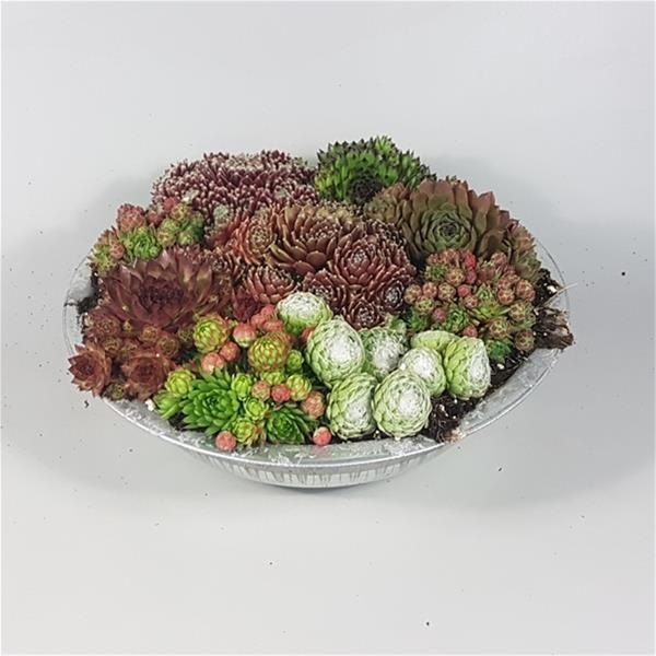 SEMPERVIVUM TERRINE ZINC