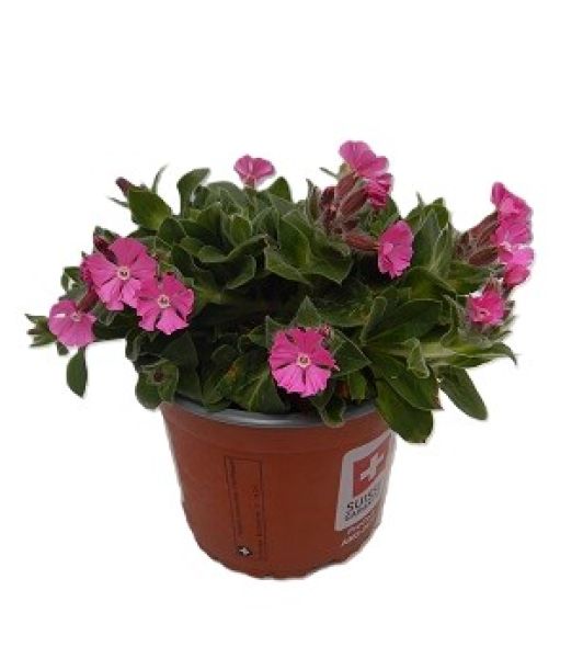 SILENE RUBOTHII' ROLLIES FAVORITE