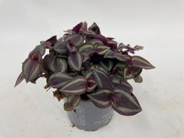 TRADESCANTIA PURPLE PASSION