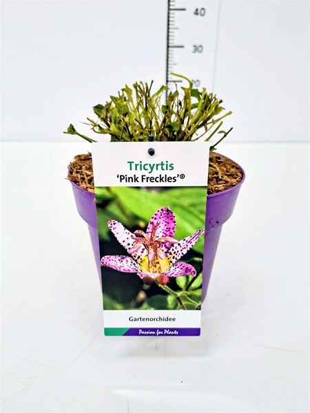 TRICYRTIS FORMOSANA