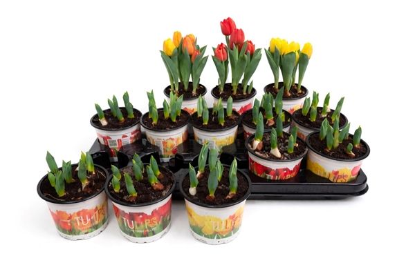 TULIPA BABY MIX