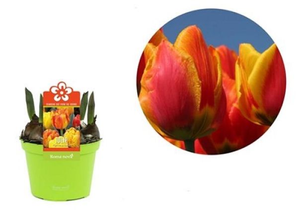 TULIPA FLAMING BABY