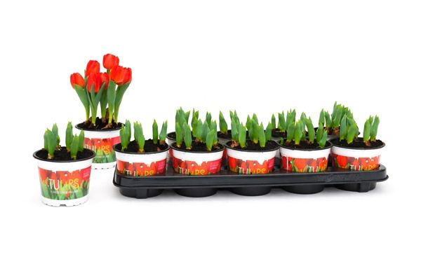 TULIPA RED BABY