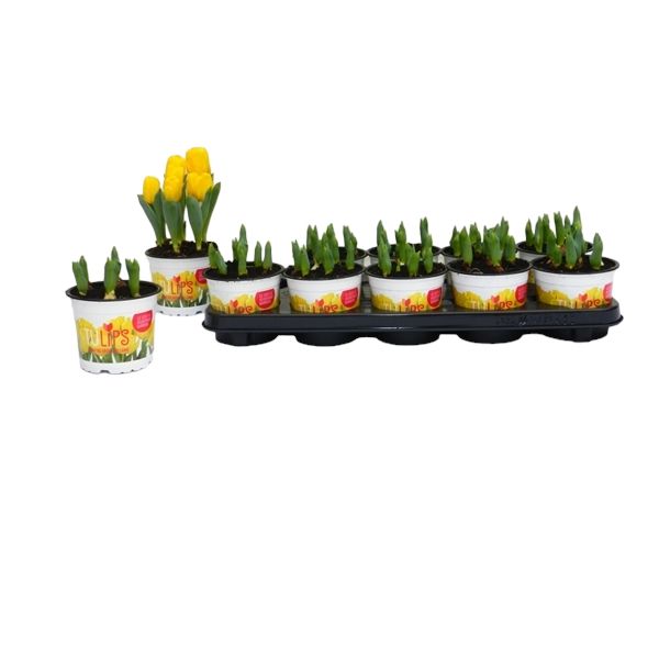TULIPA YELLOW BABY