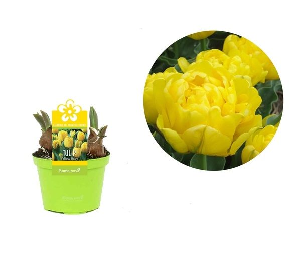 TULIPA YELLOW BABY