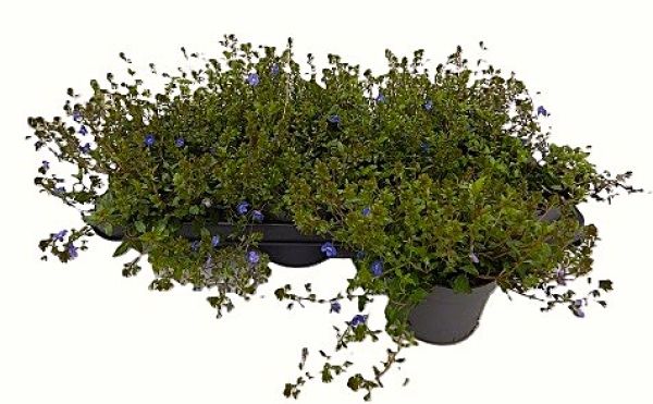 VERONICA GENTIANOIDES