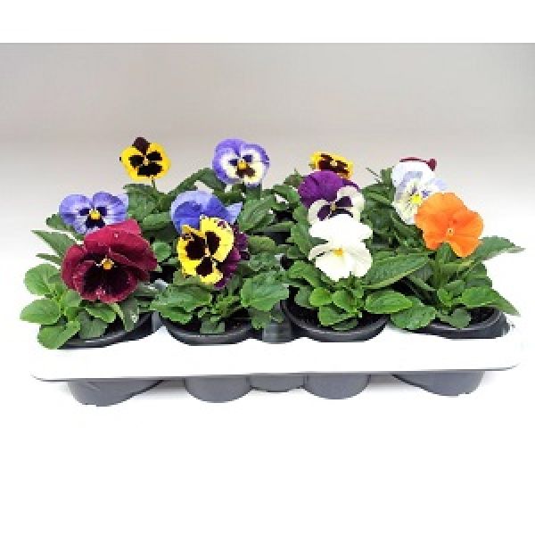 VIOLA WITTROCKIANA F1