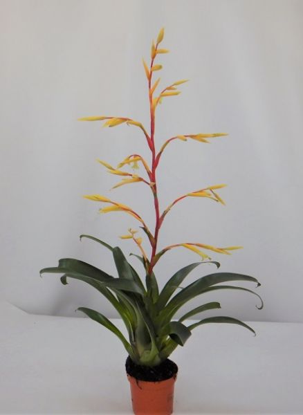 VRIESEA HAPPY YELLOW