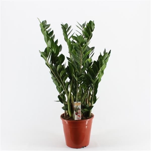ZAMIOCULCAS