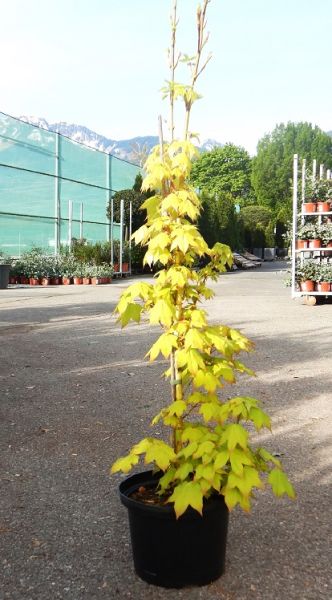 ACER  CAPPADOCICUM AUREUM