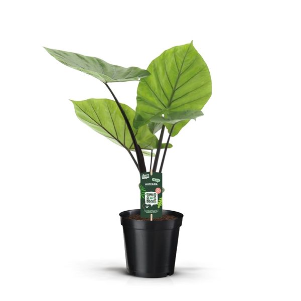 ALOCASIA DARK STAR