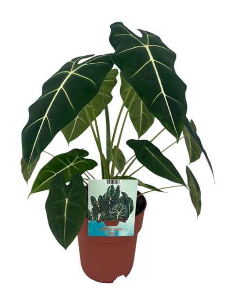 ALOCASIA FRYDEK