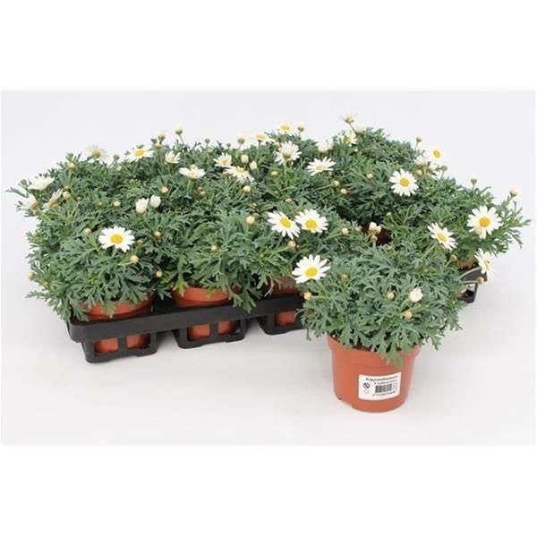 ANTHEMIS / ARGYRANTHEMUN