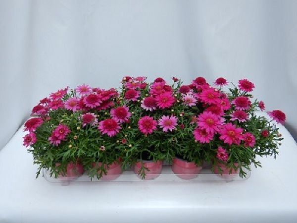 ANTHEMIS / ARGYRANTHEMUN