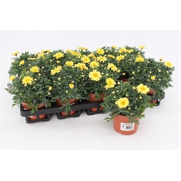 ANTHEMIS / ARGYRANTHEMUN