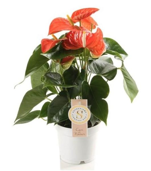 ANTHURIUM ORANGE CHAMPION