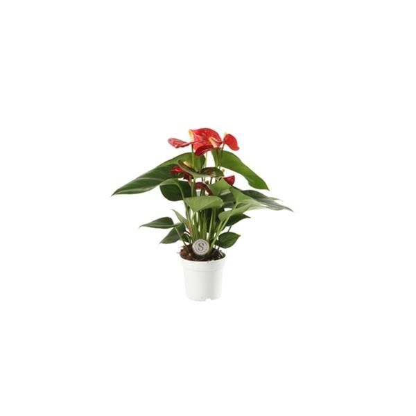 ANTHURIUM RED CHAMPION
