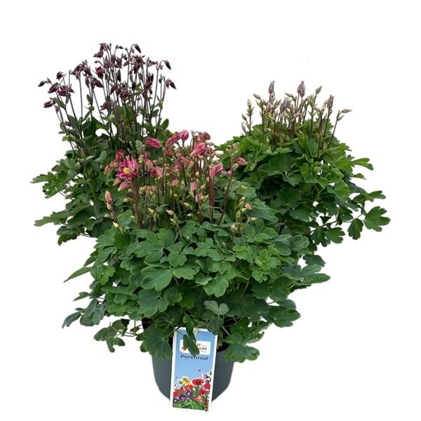 AQUILEGIA VULGARIS WINKY