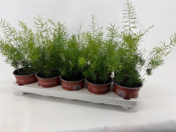 ASPARAGUS SPRENGERI