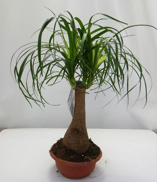 BEAUCARNEA RECURVATA