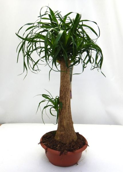 BEAUCARNEA RECURVATA