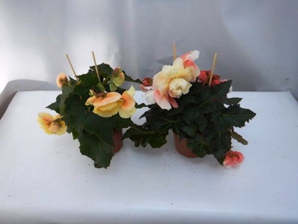 BEGONIA FRAGRANT FALLS