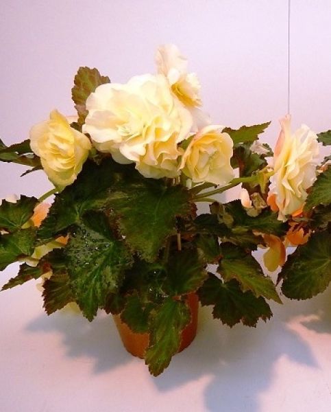 BEGONIA FRAGRANT FALLS