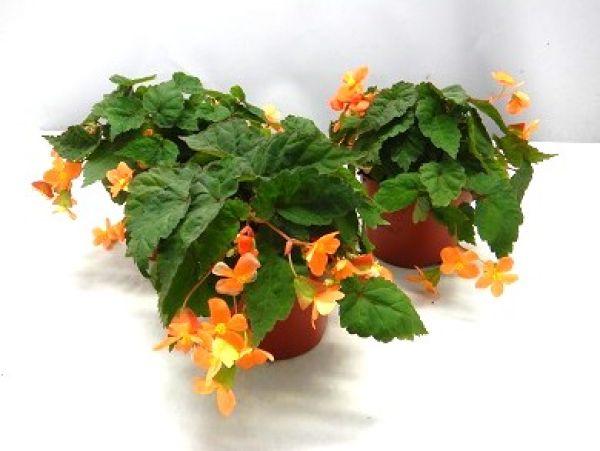 BEGONIA PAPAYA