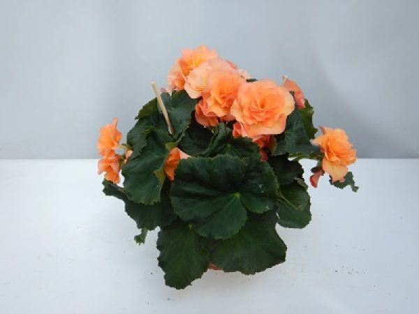 BEGONIA SOLENIA