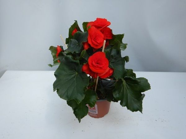 BEGONIA SOLENIA