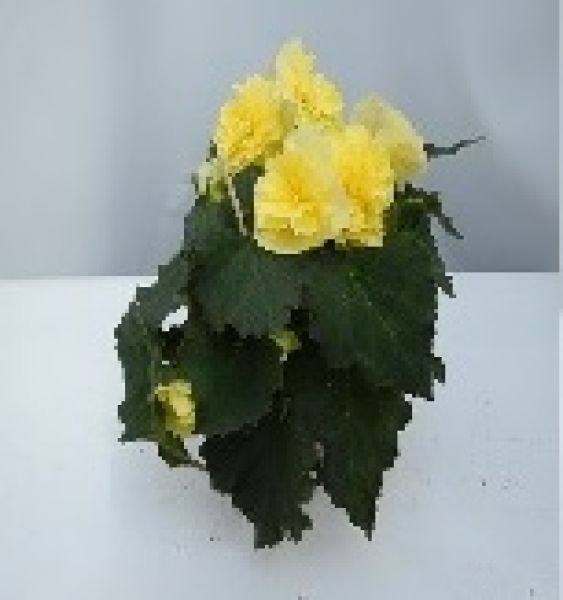 BEGONIA SOLENIA