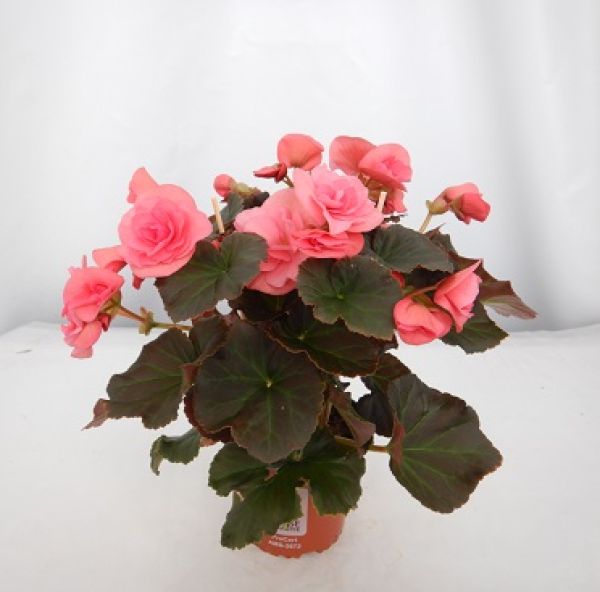 BEGONIA SOLENIA