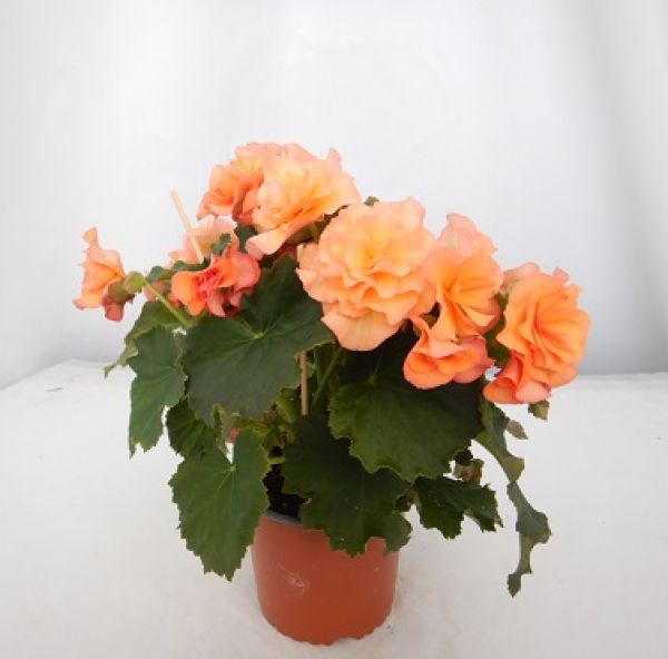 BEGONIA SOLENIA