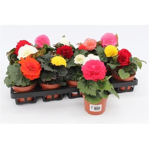 BEGONIA TUBEROSA