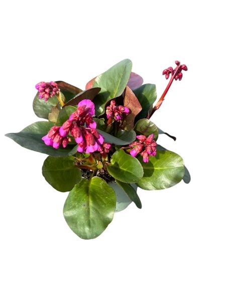BERGENIA CORDIFOLIA OUVERTURE
