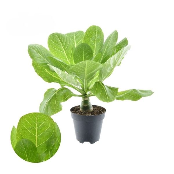 BRIGHAMIA INSIGNIS -S