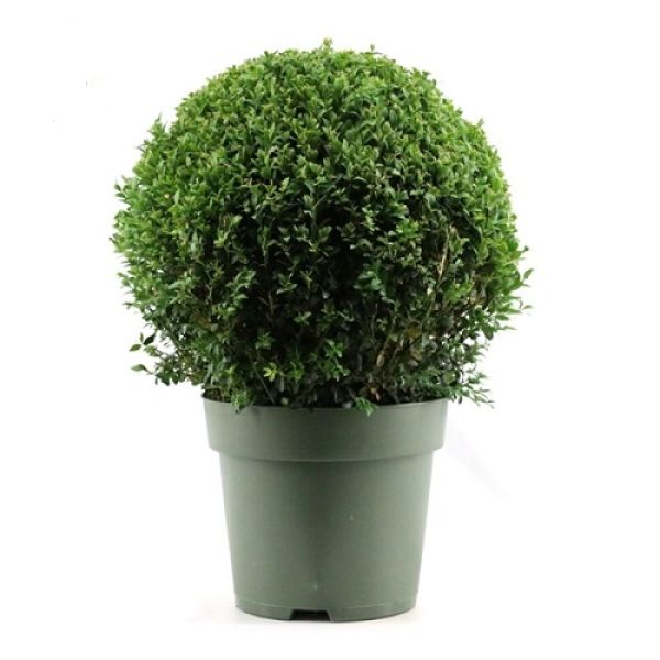BUXUS SEMP. BOULE