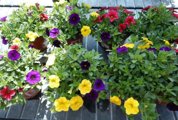 CALIBRACHOA CONFETTI
