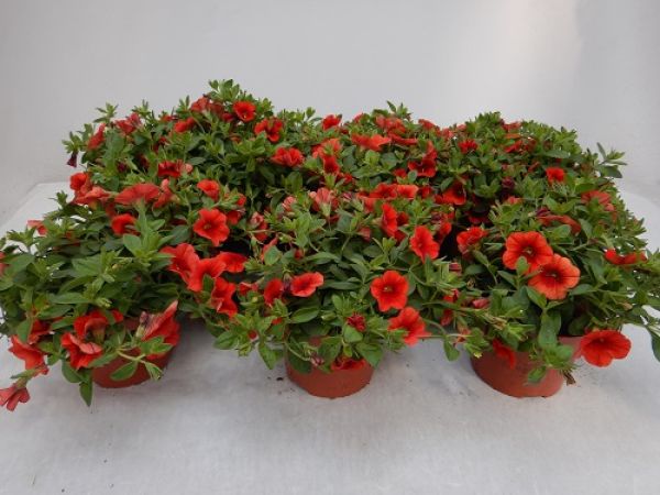 CALIBRACHOA ORANGE