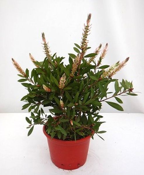 CALLISTEMON SPLENDENS