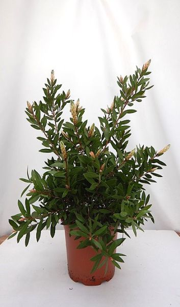 CALLISTEMON SPLENDENS