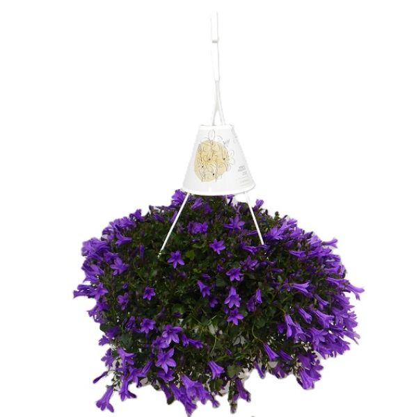 CAMPANULA PORTENSCHLAGIANA SUSP,