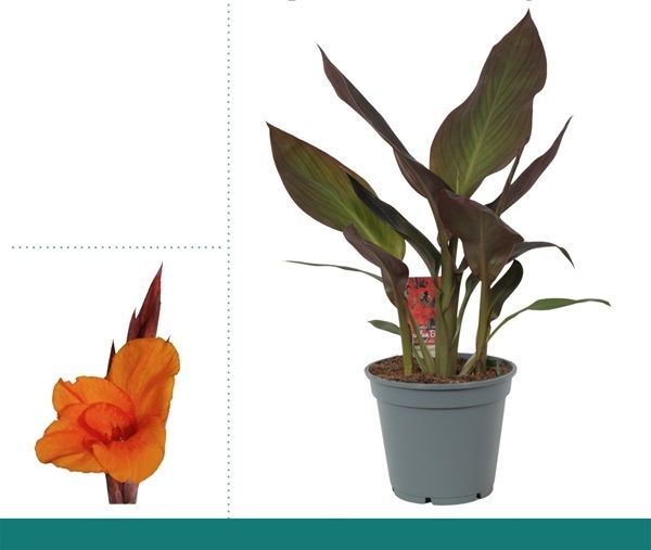 CANNA INDICA ATLANTIC BEAUTY