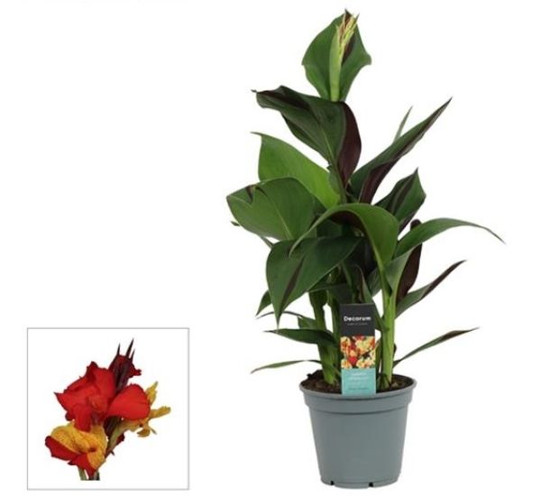 CANNA INDICA CLEOPATRA