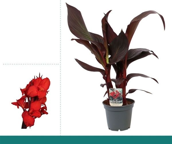 CANNA INDICA RED VELVET