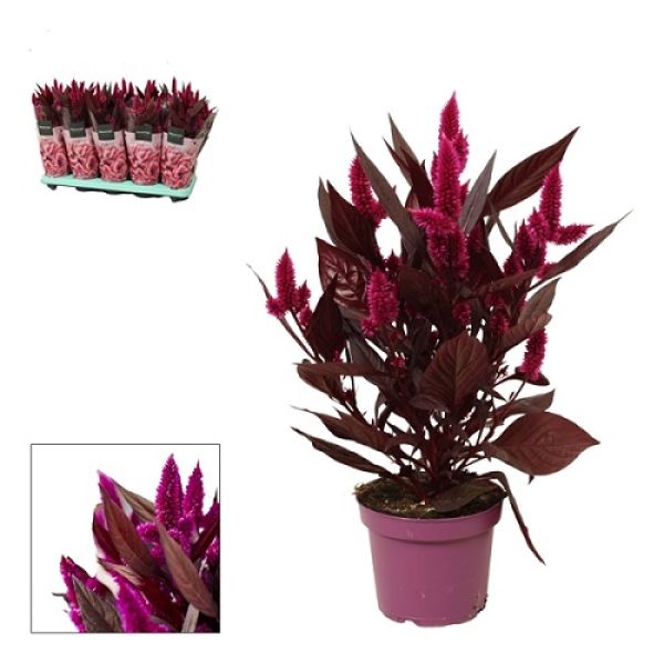 CELOSIA MYSTIC SHADES